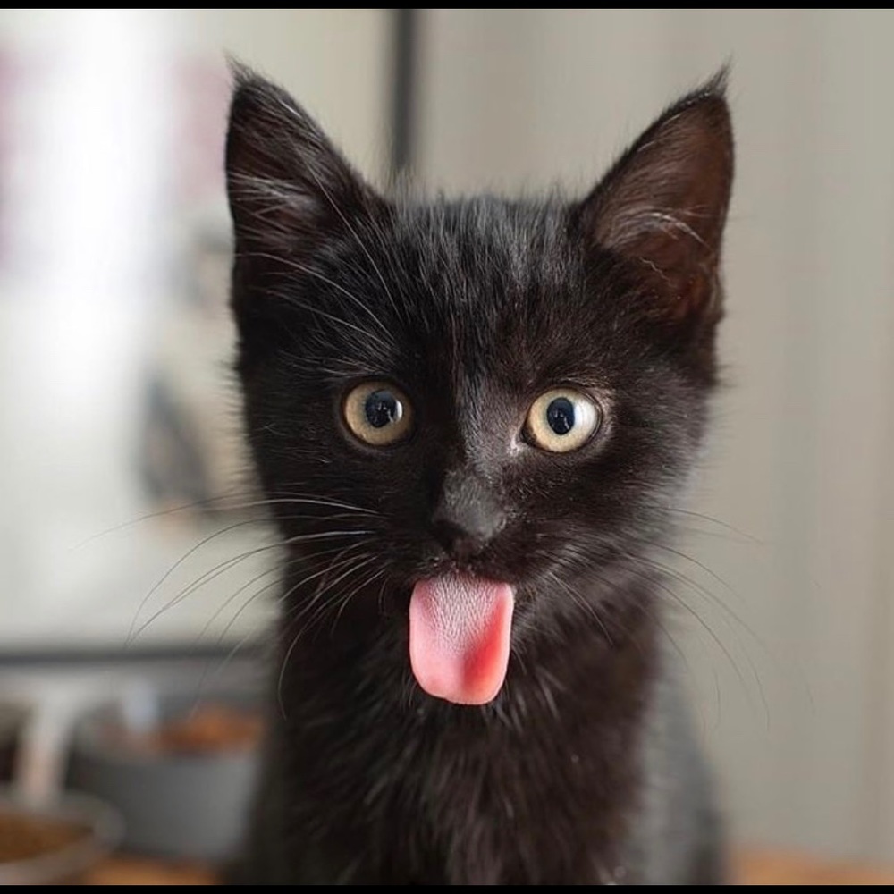 Meet your Posher, Rob